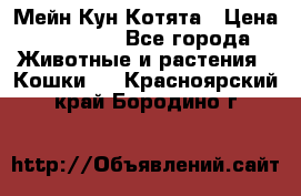 Мейн Кун Котята › Цена ­ 15 000 - Все города Животные и растения » Кошки   . Красноярский край,Бородино г.